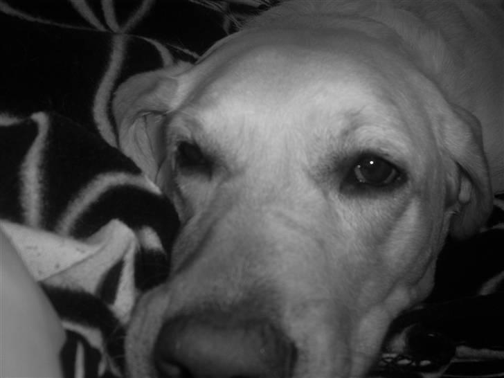 Labrador retriever Nellie billede 17