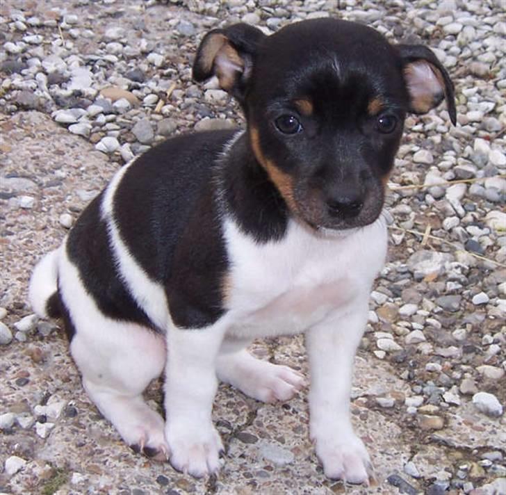 Dansk svensk gaardhund Chilli billede 1