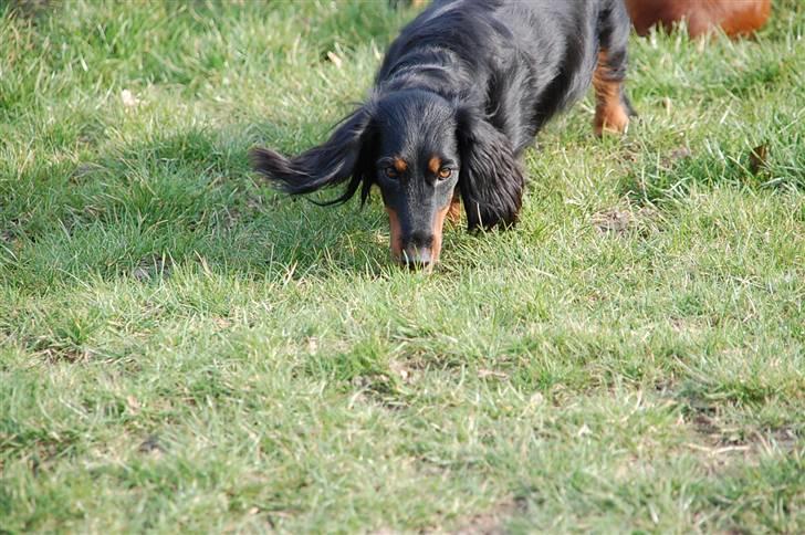 Gravhund Perle Trout De Rout's - Da nynne kom hjem fra dyre hospitalet, perle vidste der var noget galt og trysted hende. billede 6