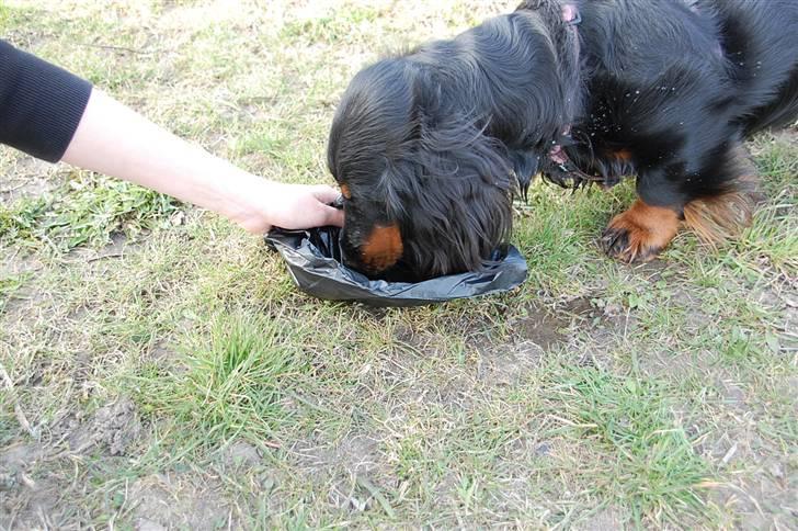 Gravhund Perle Trout De Rout's billede 7