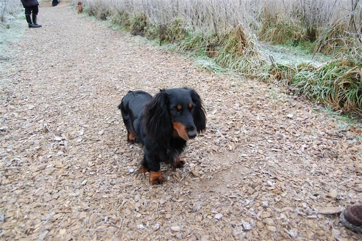 Gravhund Perle Trout De Rout's - Heg elsker dig misser billede 10