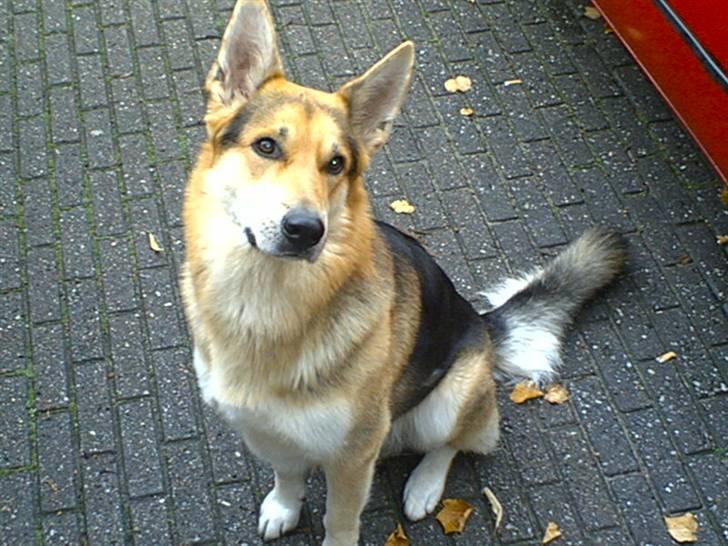 Blanding af racer Basse R.I.P billede 1