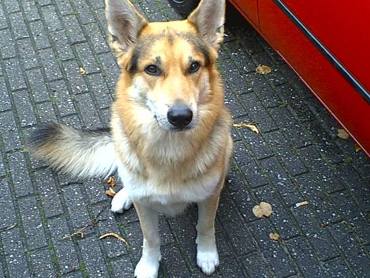 Blanding af racer Basse R.I.P billede 2