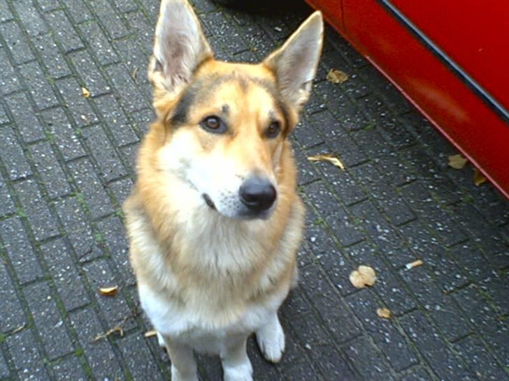 Blanding af racer Basse R.I.P billede 3