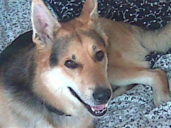 Blanding af racer Basse R.I.P billede 4