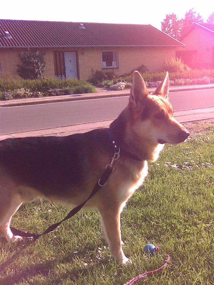 Blanding af racer Basse R.I.P billede 6