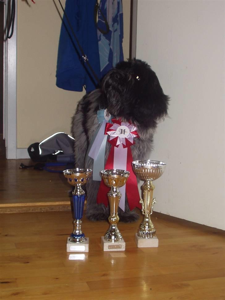 Schapendoes Elvis billede 1