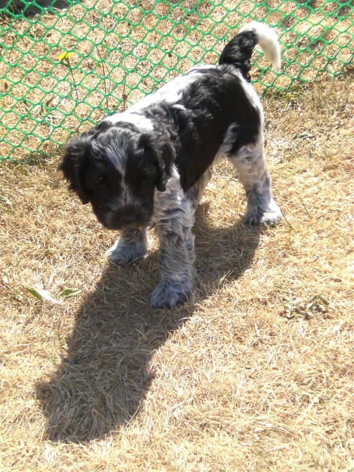 Schapendoes Elvis billede 2