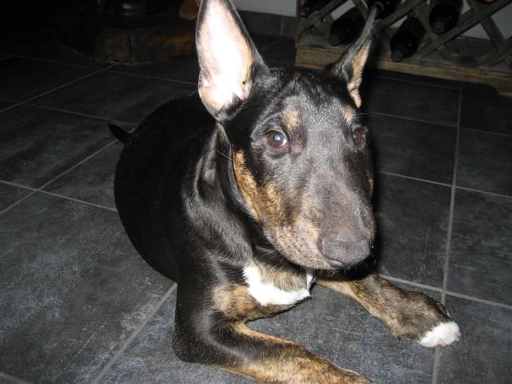 Bullterrier Cozmo  * R.I.P * billede 1