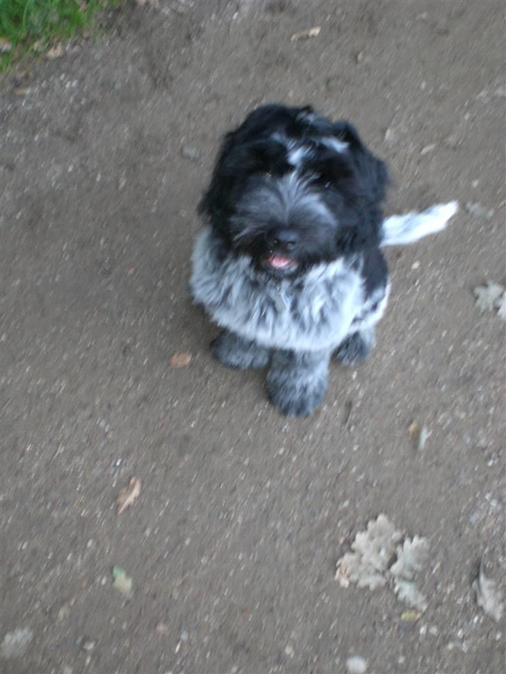 Schapendoes Elvis billede 3