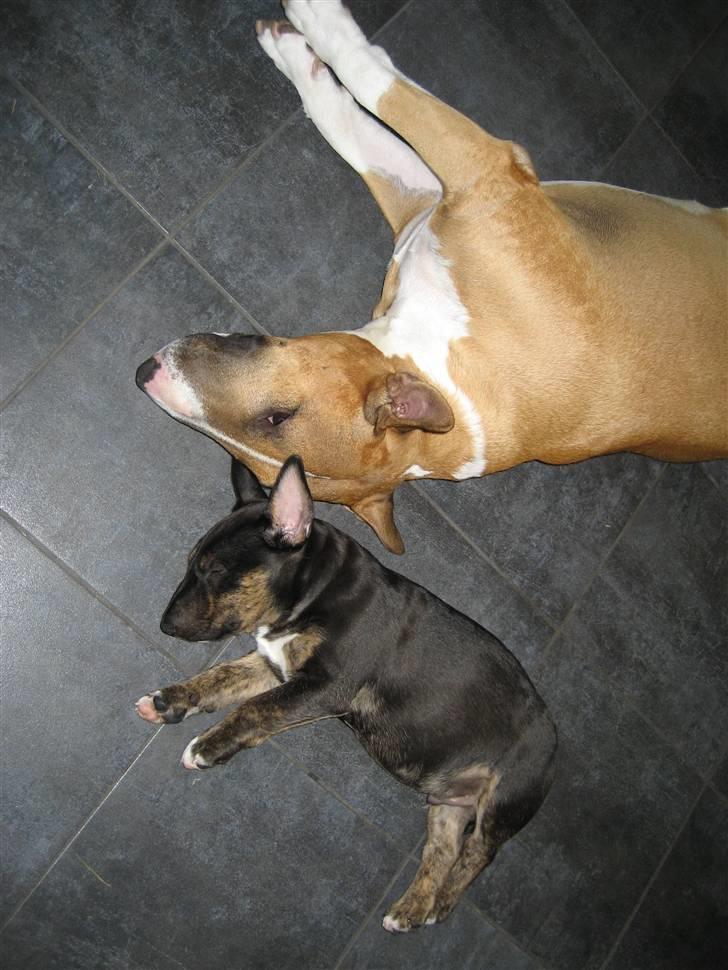 Bullterrier Cozmo  * R.I.P * billede 3