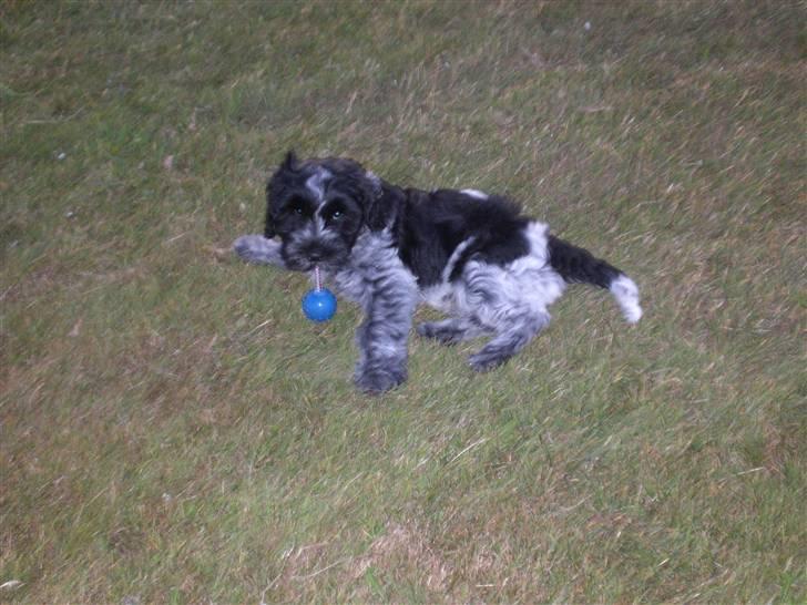 Schapendoes Elvis billede 4