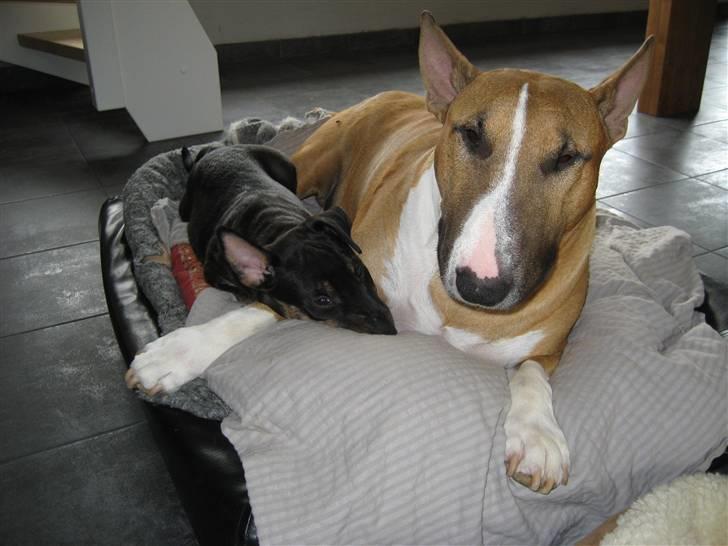 Bullterrier Cozmo  * R.I.P * billede 4