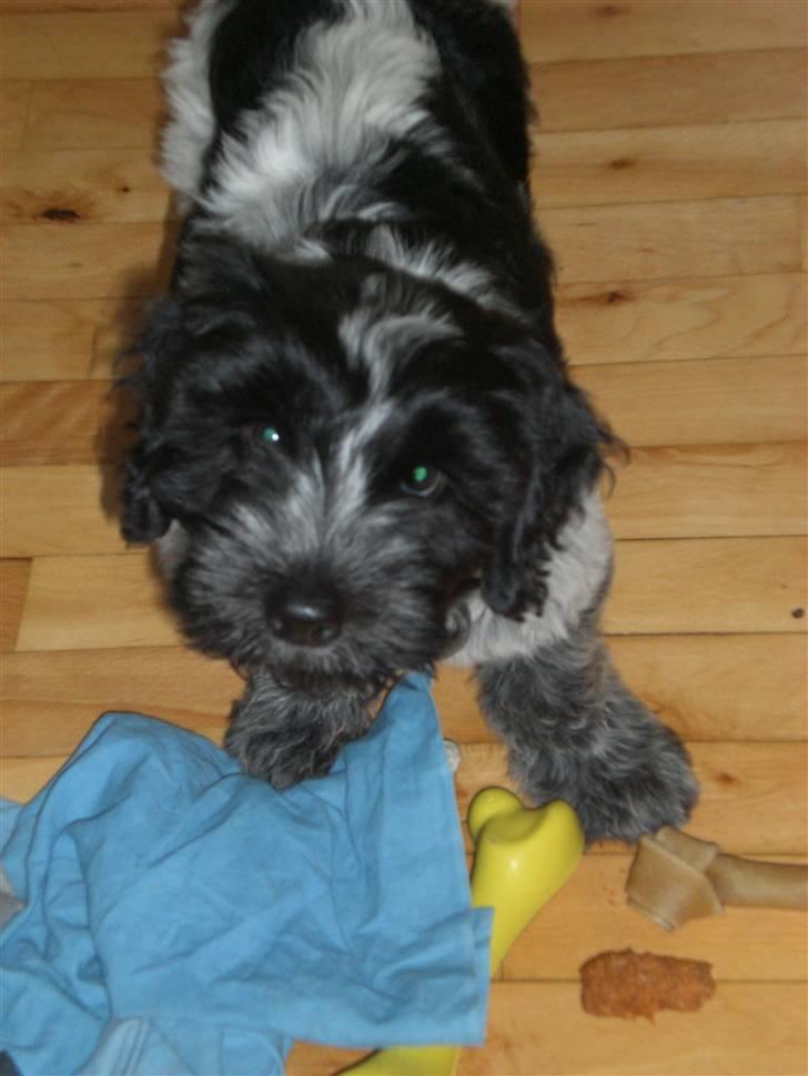 Schapendoes Elvis billede 5