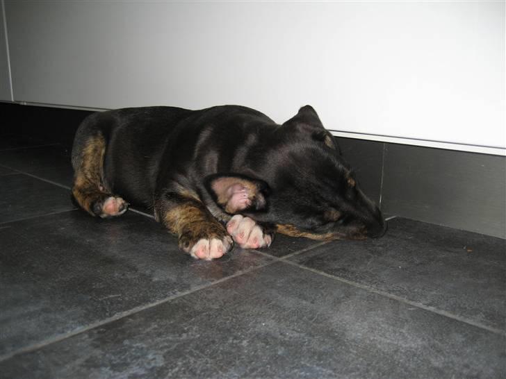 Bullterrier Cozmo  * R.I.P * billede 5