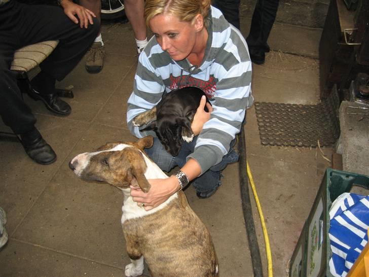 Bullterrier Cozmo  * R.I.P * billede 6