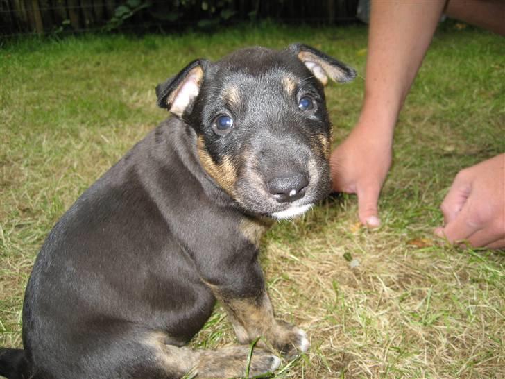 Bullterrier Cozmo  * R.I.P * billede 8