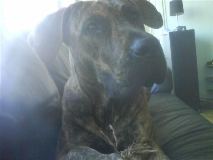 Dogo canario Kali - slapper af billede 1