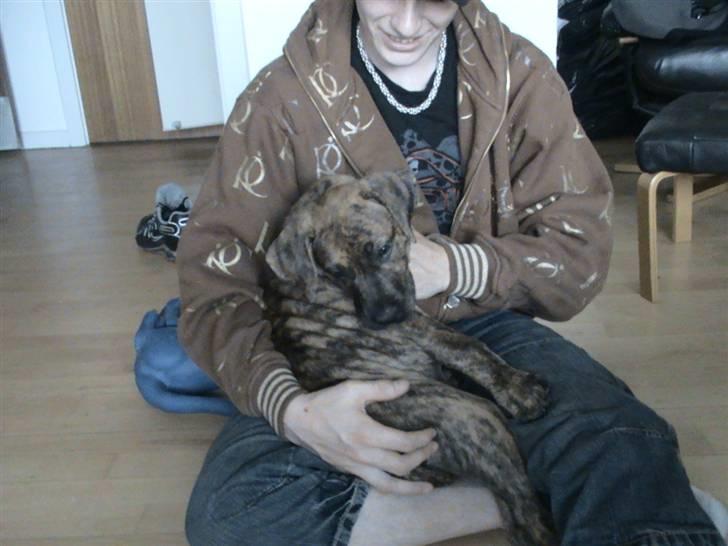 Dogo canario Kali billede 2