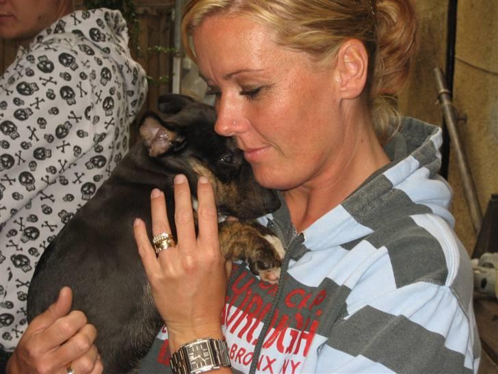 Bullterrier Cozmo  * R.I.P * billede 9