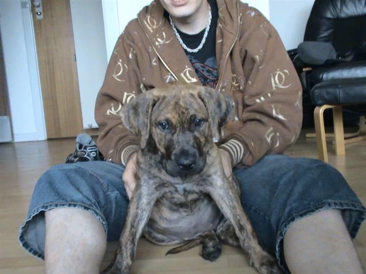 Dogo canario Kali billede 3