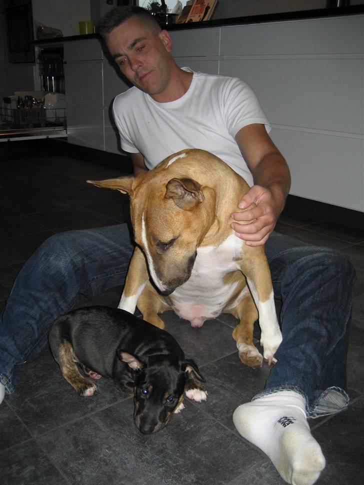 Bullterrier Cozmo  * R.I.P * billede 10