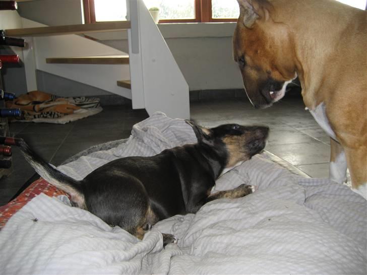 Bullterrier Cozmo  * R.I.P * billede 11