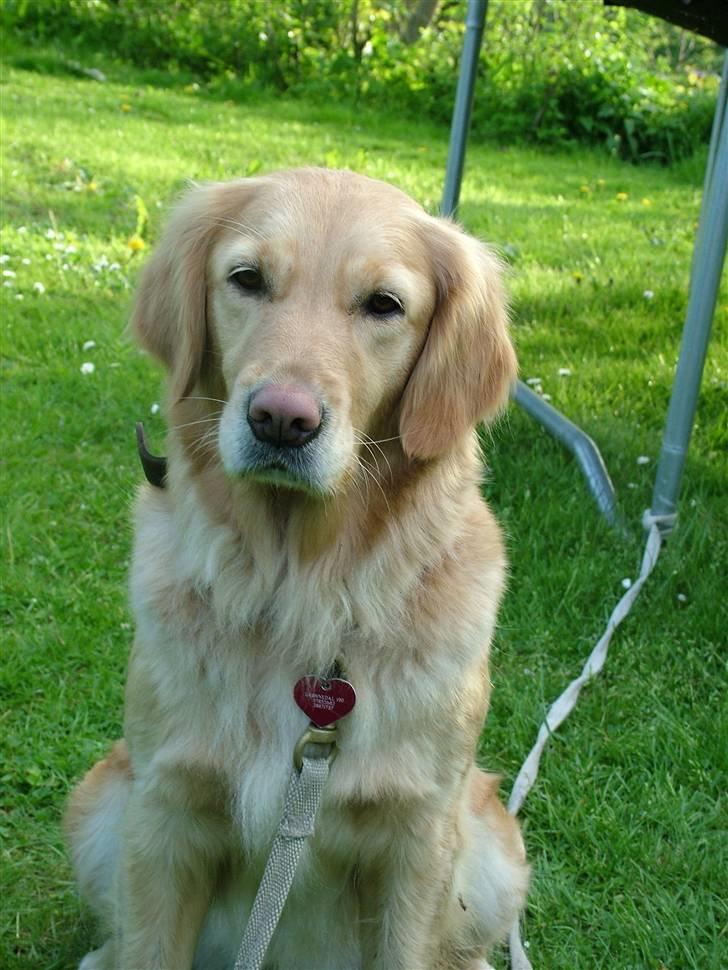 Golden retriever Fanny - Jeg sider bare på grasplænet og er smuk <3 billede 12