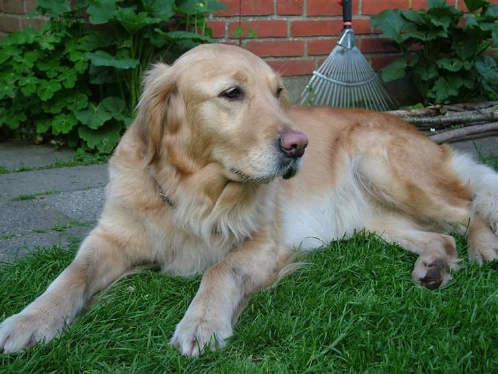 Golden retriever Fanny - Jeg elsker dig Fanny :) Det håber jeg du ved :D  billede 13