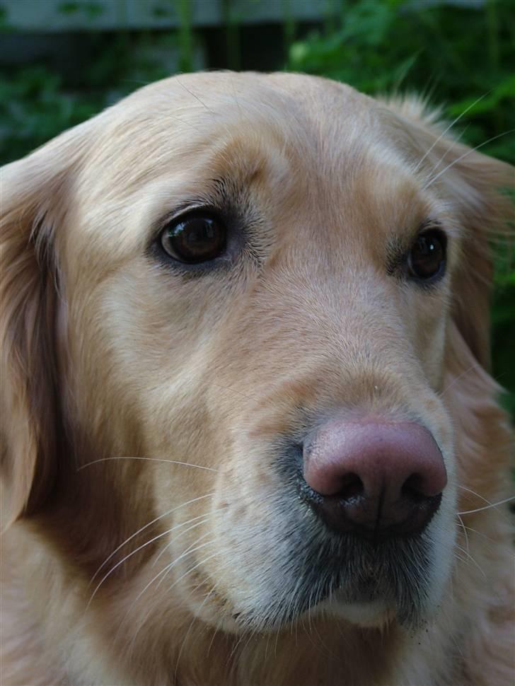 Golden retriever Fanny - Hvad, Hvad laver I ??  billede 14