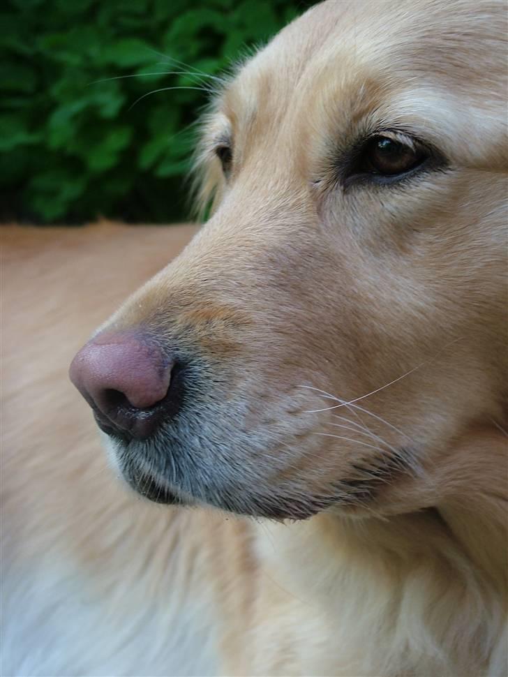 Golden retriever Fanny - Im to sexy for my shirt... billede 15