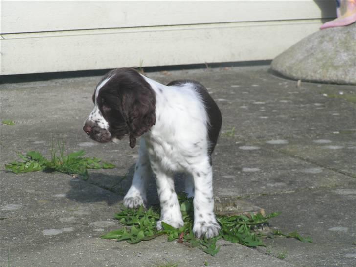 Engelsk springer spaniel Laika billede 1