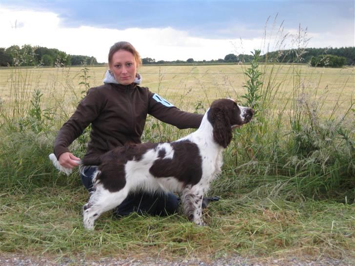 Engelsk springer spaniel Laika billede 2
