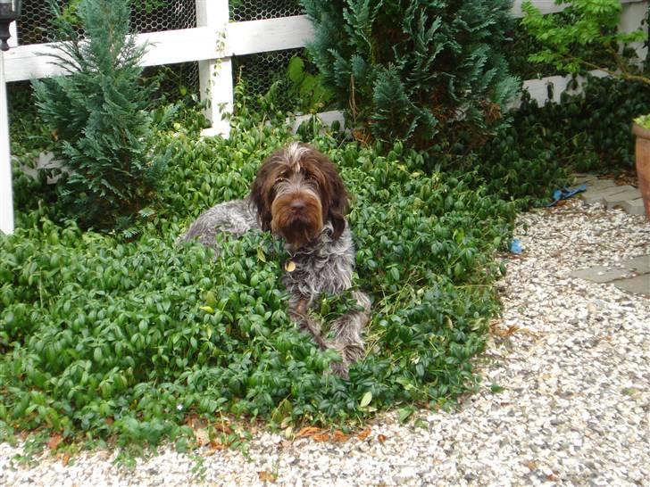 Ruhåret hønsehund Snedker´s Calli billede 12