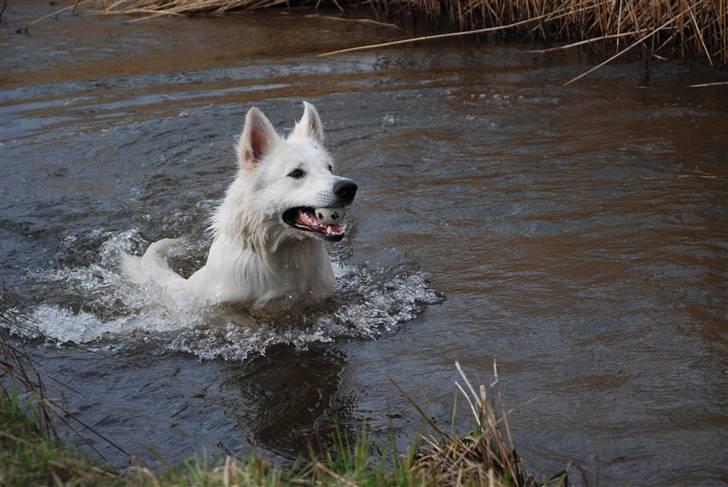 Hvid schæfer Blacktowns Carlsen billede 1