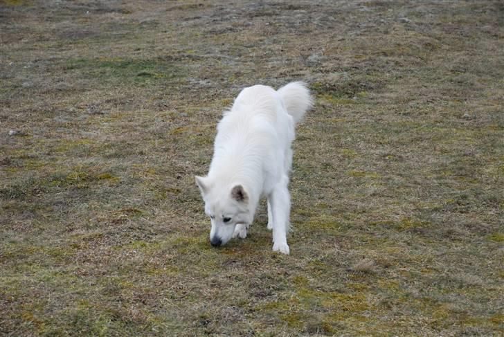 Hvid schæfer Blacktowns Carlsen billede 2
