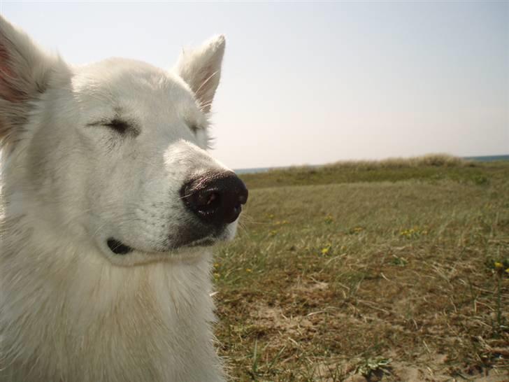 Hvid schæfer Blacktowns Carlsen - Rolig med blitzen mester!! billede 3