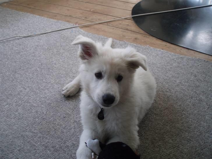 Hvid schæfer Blacktowns Carlsen billede 4