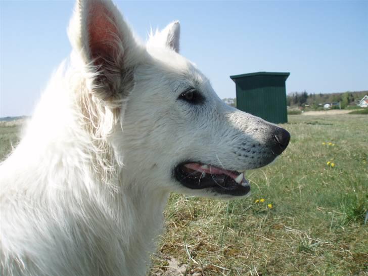 Hvid schæfer Blacktowns Carlsen - En stor flot hund er jeg. billede 5