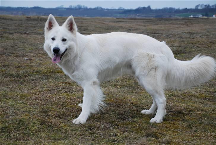 Hvid schæfer Blacktowns Carlsen billede 7