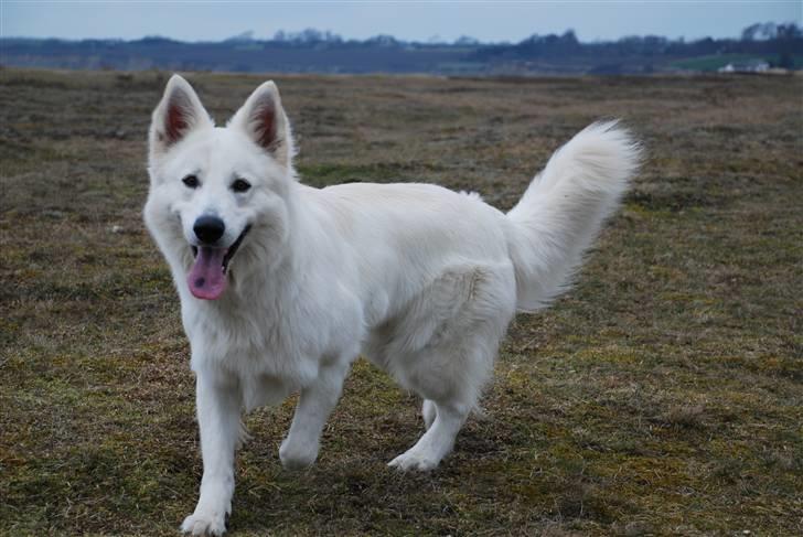 Hvid schæfer Blacktowns Carlsen billede 8