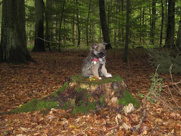 Islandsk fårehund SIGLA (R.I.P - 2022) - en tur i skoven - 8 uger gammel billede 8