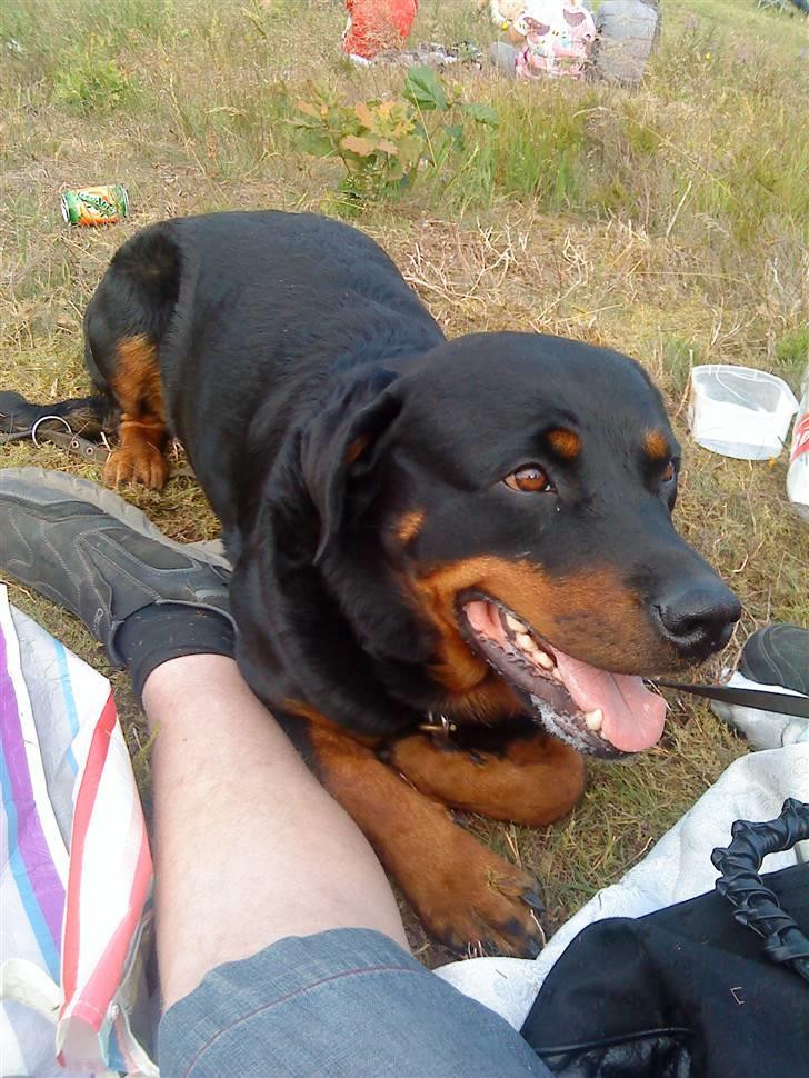 Rottweiler Freja billede 1