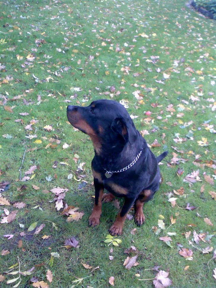 Rottweiler Freja billede 2