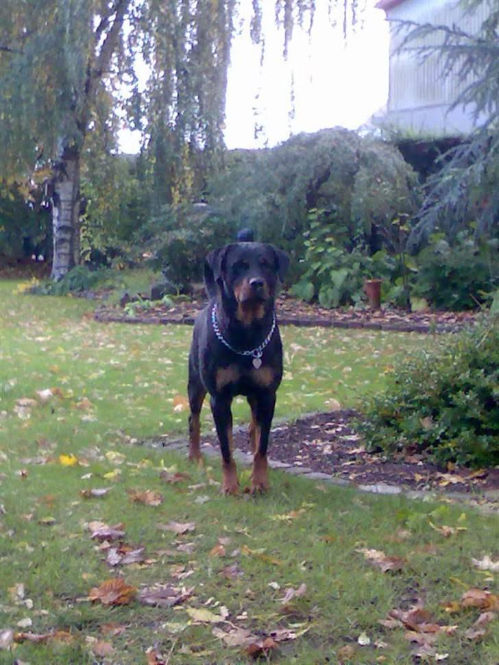 Rottweiler Freja billede 3