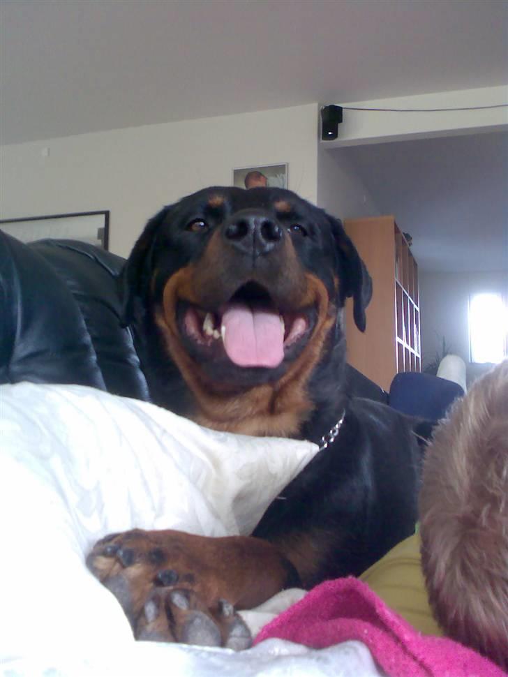 Rottweiler Freja billede 4