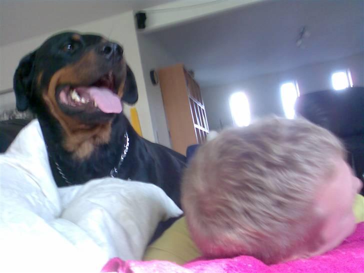 Rottweiler Freja billede 5