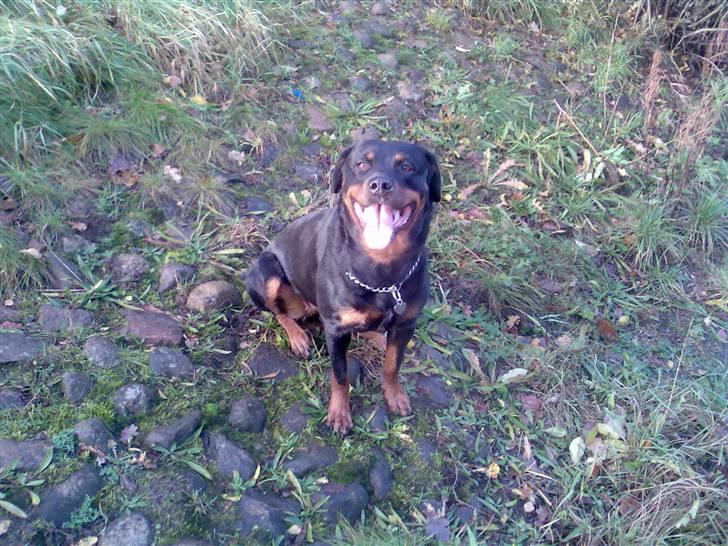 Rottweiler Freja billede 6