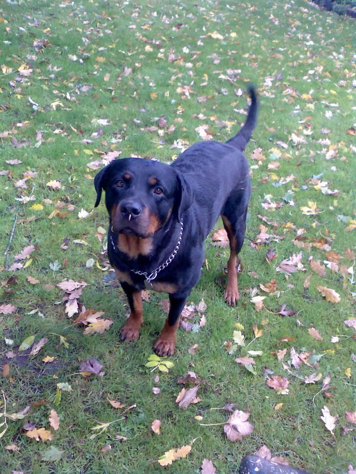 Rottweiler Freja billede 7