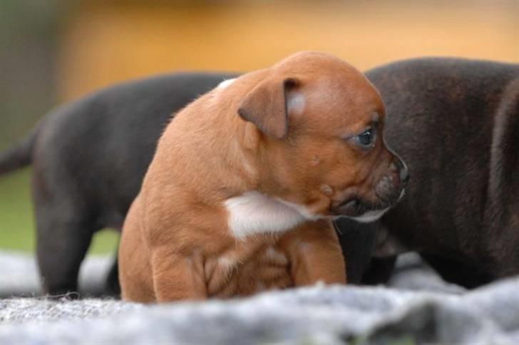 Staffordshire bull terrier Angelic Staff Yajo Manu - Endnu hos K&A - helt lille bitte...                                                                                                                              Taget af K&A billede 7